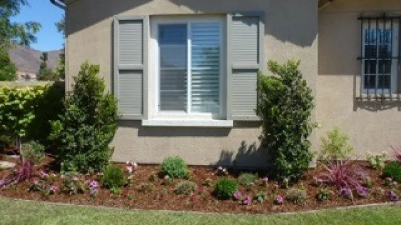 Stately Carolina laurels frame this front bedroom window
