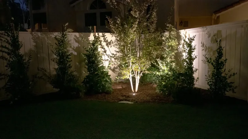 Landscape lighting dramatically highlights this featured back yard birch tree