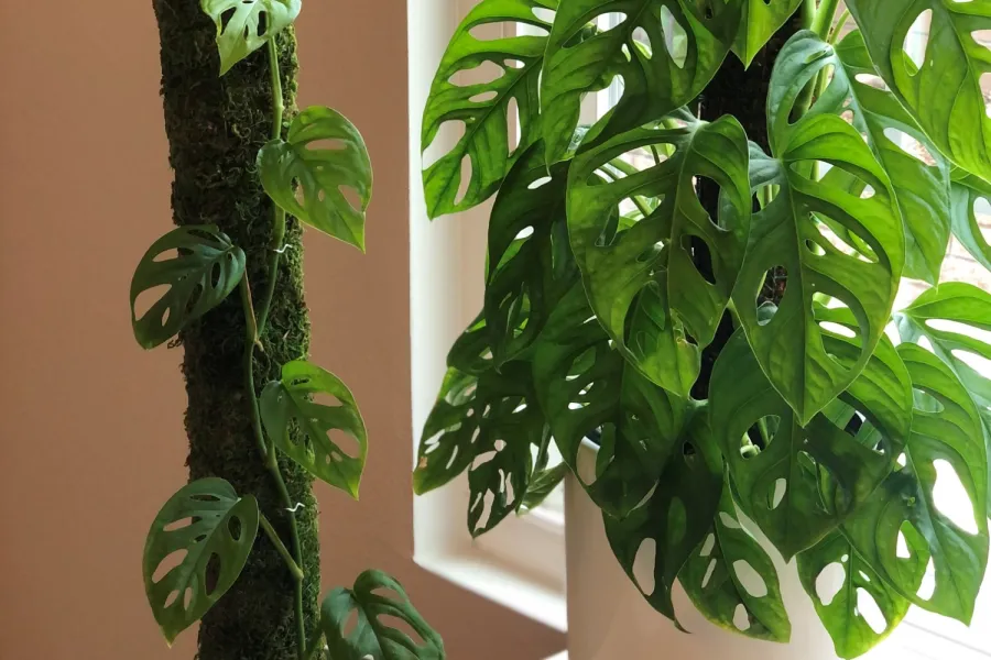 a vase with a flower on a plant