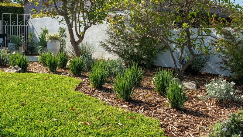 Lush green garden with diverse plants and mulch, surrounded by trees and a white wall.