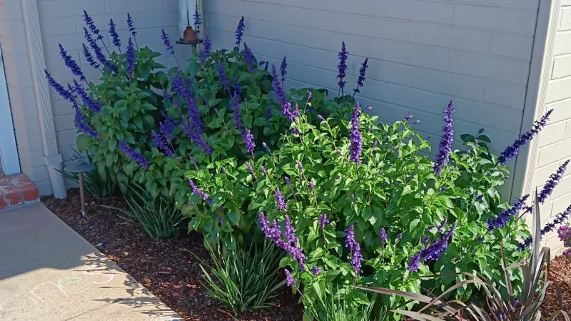 Blue salvias provide a beatiful contrast to the purple hues of the flax