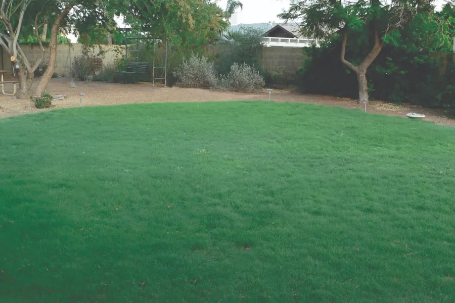 a lawn with trees and bushes