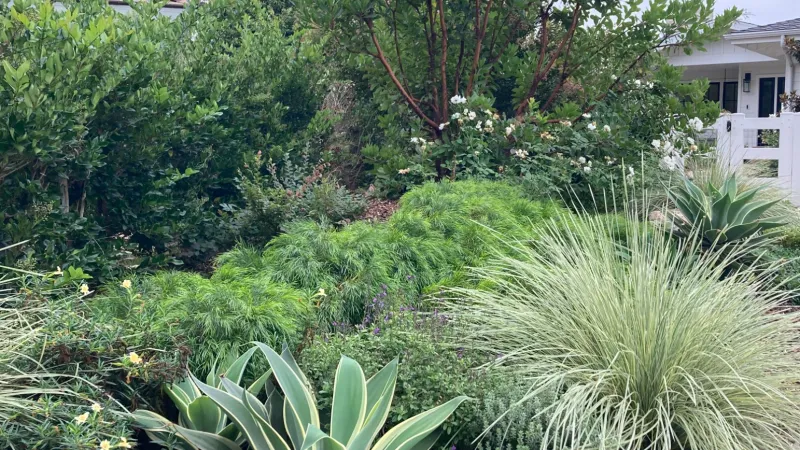 Dramatic aloes and grasses compliment a lush row of acacia 