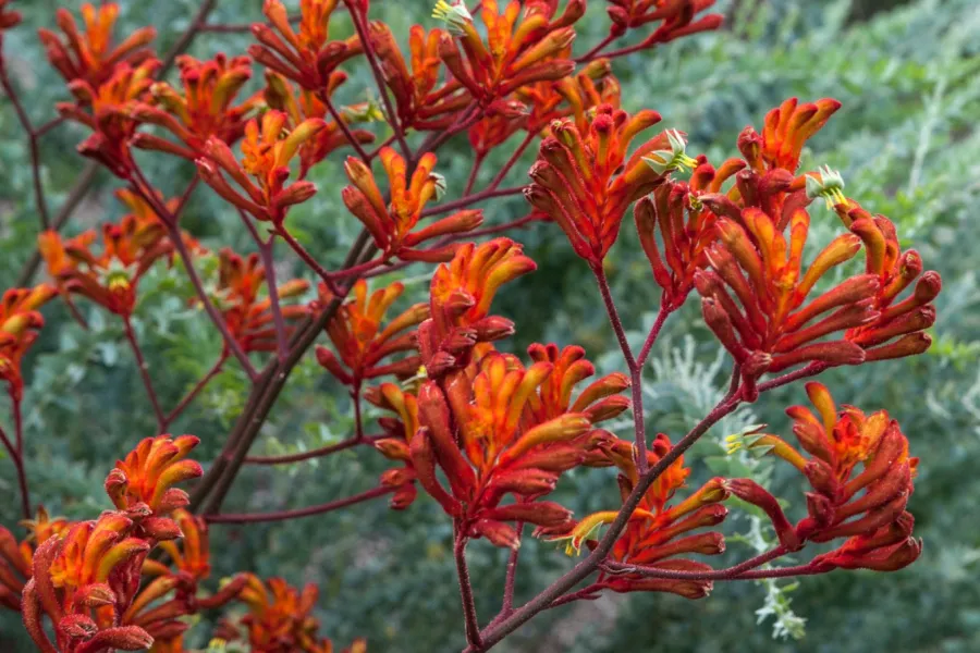 Orange Kangaroo Paw Flowers