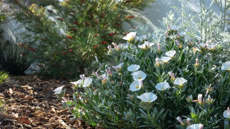 Blooming white flowers amidst lush green foliage and mulch in a sunny garden setting.