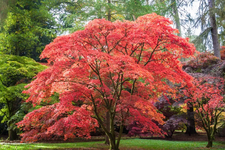 japanese maple tree