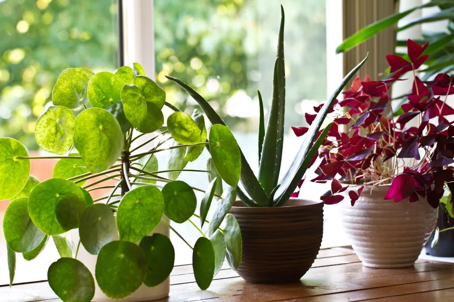 houseplant on window sill including pilea and aloe