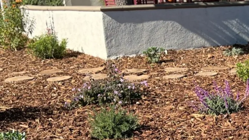 A woodland pathway winds its way through this drought tolerant plant palette. 