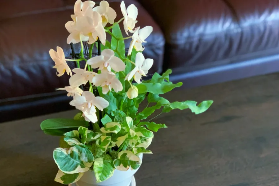 a pot of orchids on a table with houseplants