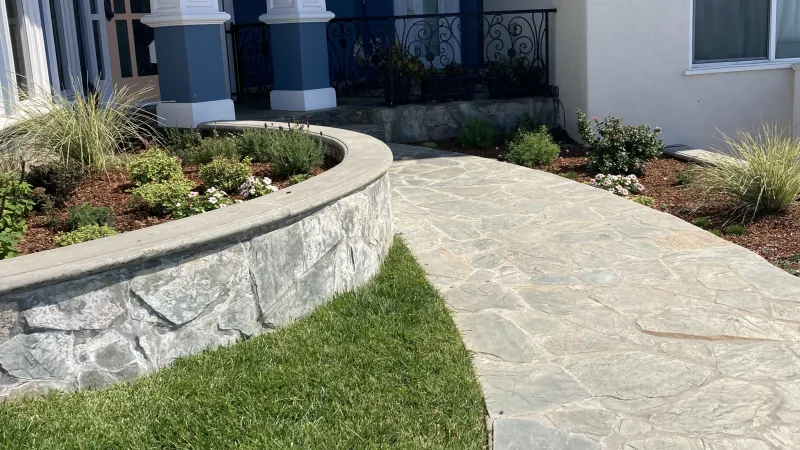 Lomandra, lavendula and olea 