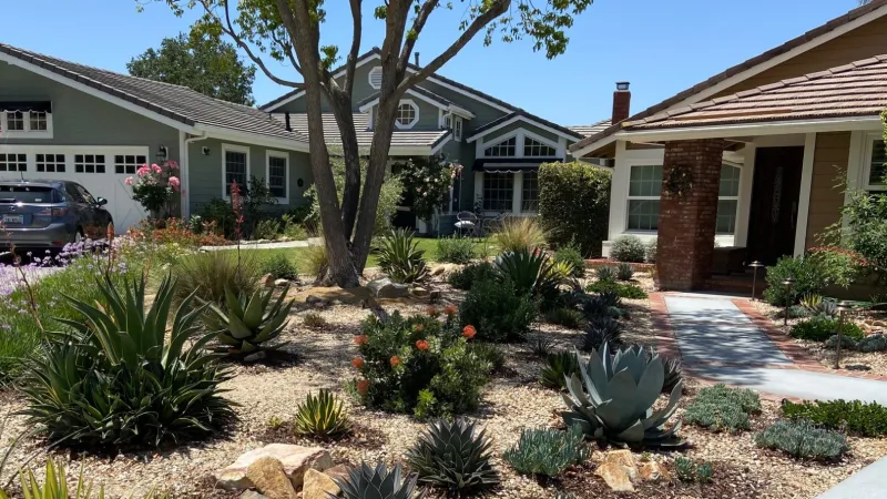 A drought tolerant plant palette under the canopy of a camphor tree