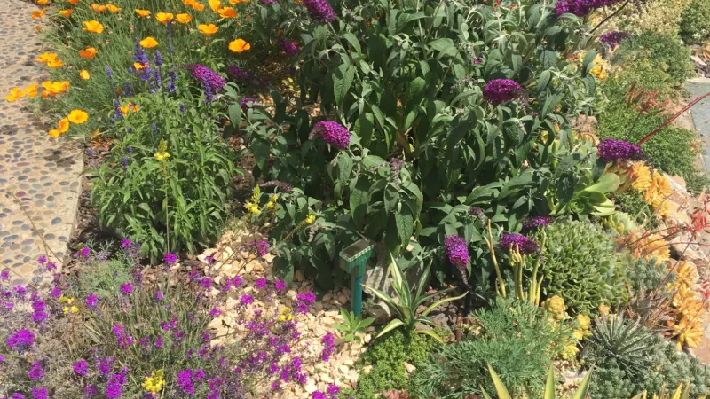 Colorful drought tolerant plant palette.