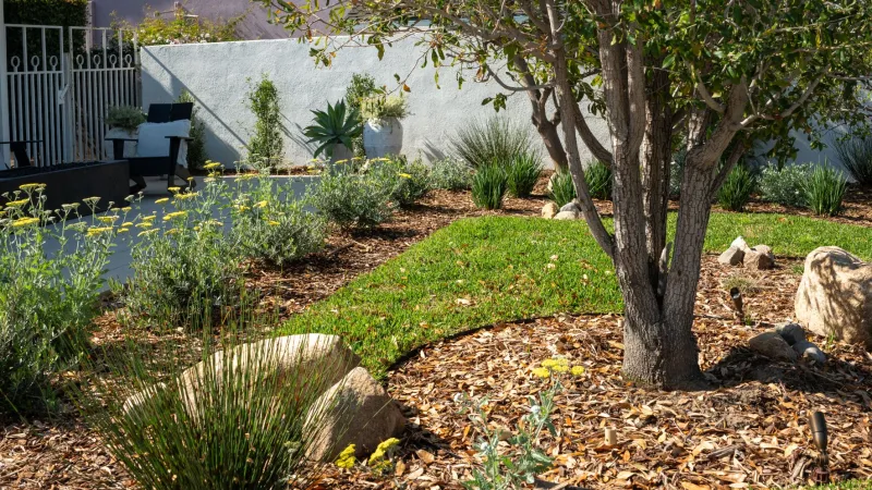 Lush garden landscape with rocks, native plants, and a tree, creating a serene outdoor space.