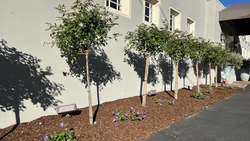 Lined iceberg tree roses and petunias along a sunny sidewalk soften the textured grey wall in the background.