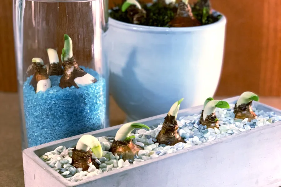 a group of plants in a container