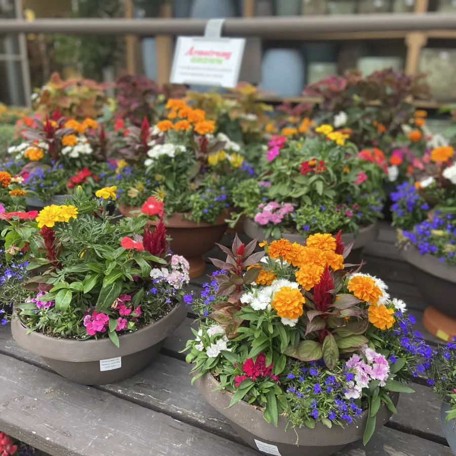 Colorful flower pots with marigolds, petunias, and other vibrant blooms displayed on wooden tables.