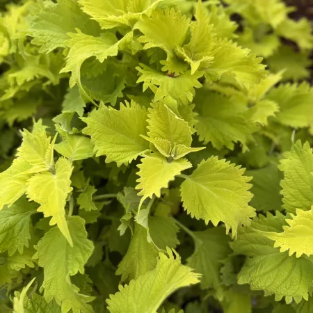 Close-up of vibrant green serrated leaves densely packed on a plant under natural light.