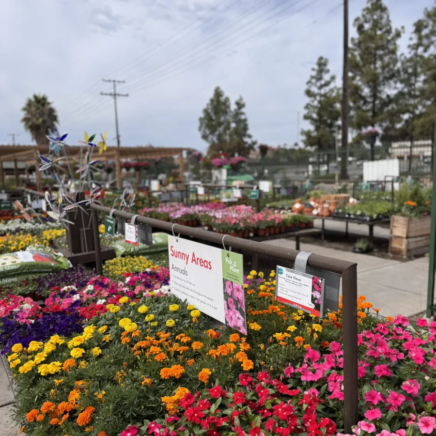 Colorful annual flowers including marigolds and petunias displayed in sunny garden center section with signs.