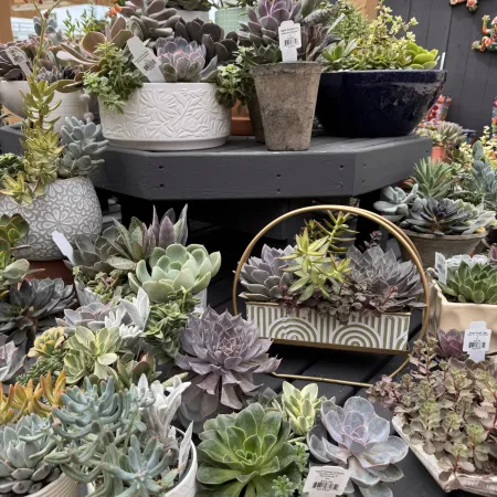 Variety of colorful succulent plants displayed in decorative pots on a tiered black wooden table outdoors.