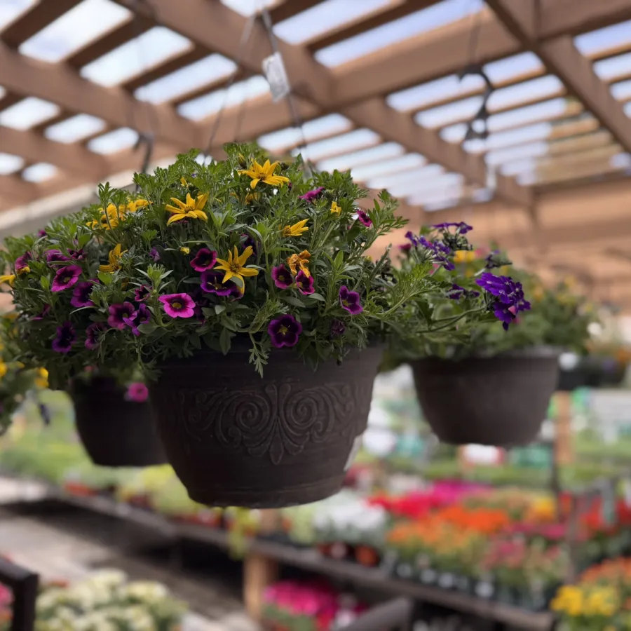Hanging garden pots with vibrant purple, yellow, and pink flowers in a greenhouse with wooden beams above.