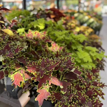Potted coleus plants with vibrant green and deep red leaves displayed in a garden center during daytime.