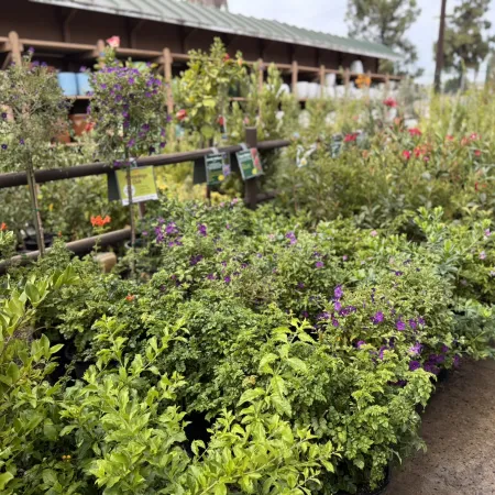 Outdoor nursery with various green shrubs and flowering plants arranged along a pathway under clear sky.