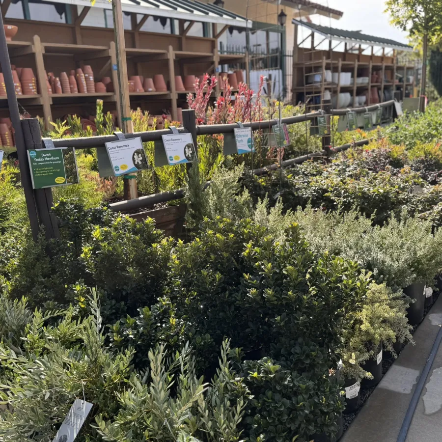 Outdoor garden center plants and shrubs in pots with terracotta pots on shelves in sunlight