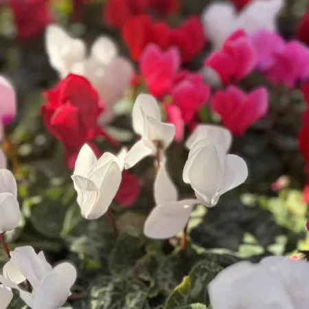 Close-up of blooming white and pink cyclamen flowers with green variegated leaves in soft sunlight.
