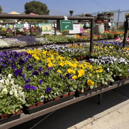 Colorful pansies in white, yellow, purple, and multicolor blooms displayed in trays at an outdoor garden center.