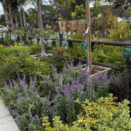 Outdoor garden center display featuring various green shrubs and purple flowering plants with informational signs.