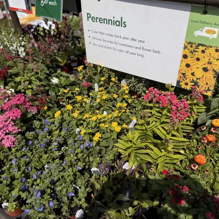 Colorful perennial flowers including pink, yellow, blue, and orange blooms displayed with informational sign outdoors.