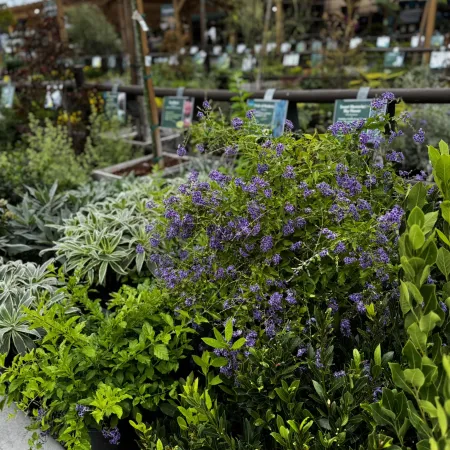 Outdoor garden center with diverse green plants and purple flowering bushes in pots under a wooden pergola.