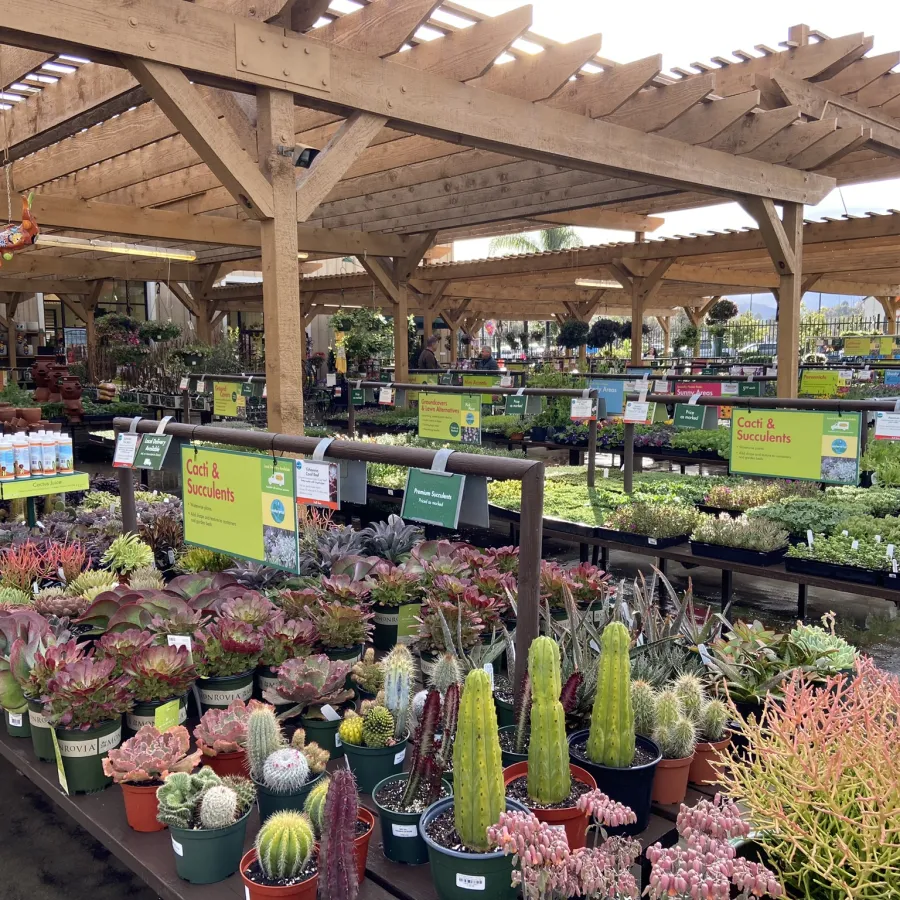 Outdoor plant nursery with wooden pergolas showcasing various cacti, succulents, and potted plants for sale.