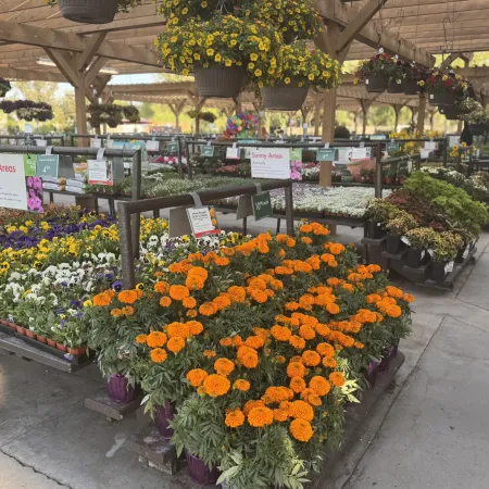Outdoor garden center with vibrant orange marigolds and various blooming flowers under a wooden pergola.