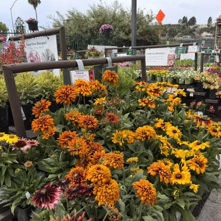 Colorful orange, yellow, and pink flowers displayed in outdoor nursery garden center with plant signs.