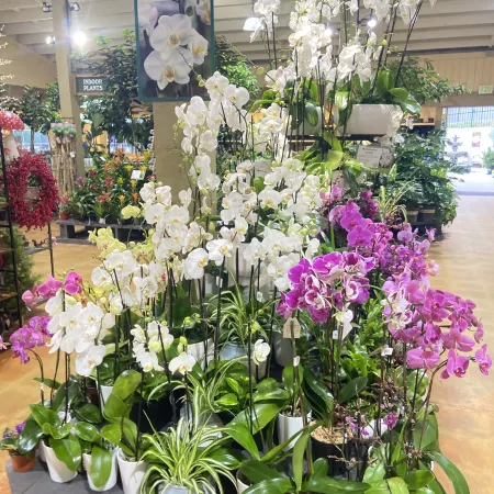 Display of white and purple orchids labeled as Easy-Care Orchids in a bright indoor plant store