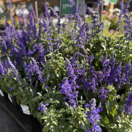 Rows of blooming purple lavender flowers in pots at a garden center under sunlight.