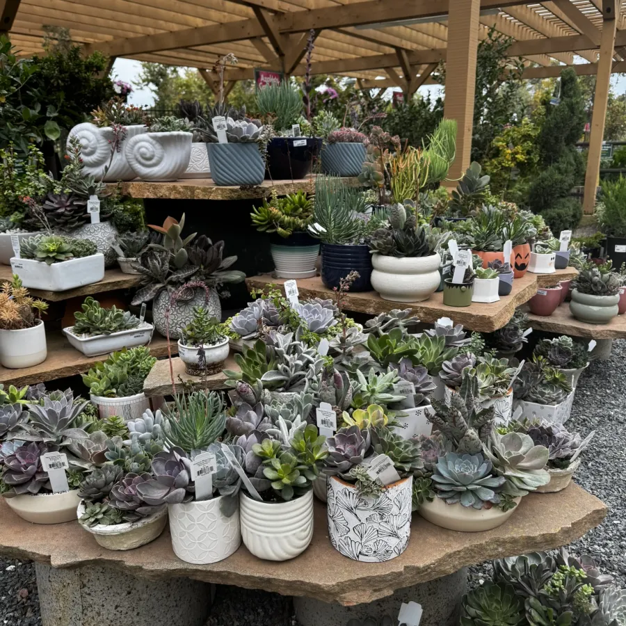 Variety of potted succulents displayed on tiered stone shelves under a wooden pergola in a garden center.