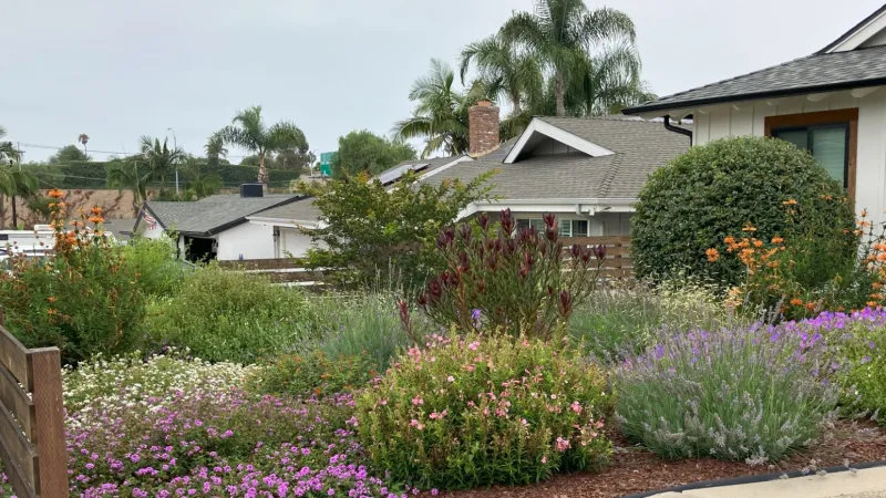 Colorful drought-tolerant garden.