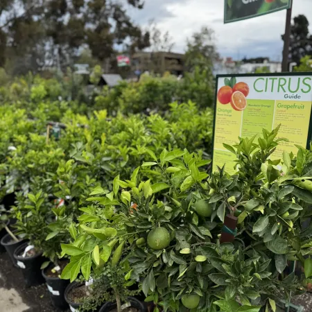 Potted citrus trees with green fruit displayed outdoors near a guide sign about orange and grapefruit varieties.