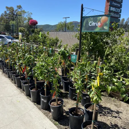 Rows of young citrus trees in black pots displayed outdoors with signage and mountains in the background.
