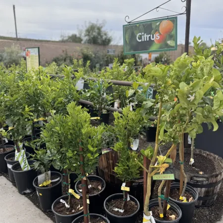 Rows of young citrus trees in black pots under a hanging 'Citrus' sign at a garden center nursery.