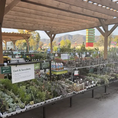 Outdoor garden center with tables of cacti, succulents, and pottery under wooden pergolas against mountain backdrop.