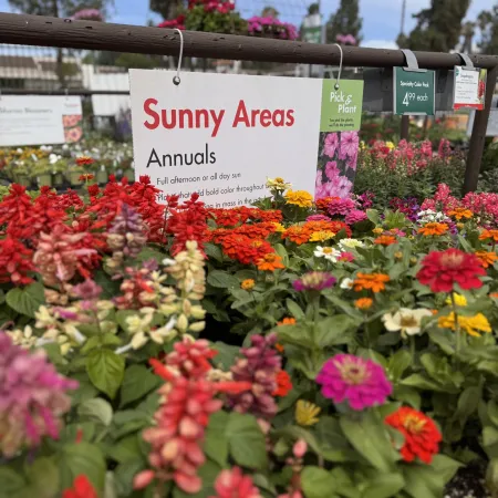 Colorful annual flowers for sunny areas displayed with a sign at a garden center or nursery.