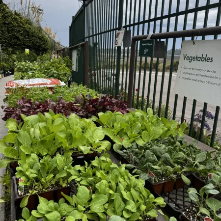 Tray of green and purple vegetable seedlings displayed outdoors near a metal fence with informational signs.
