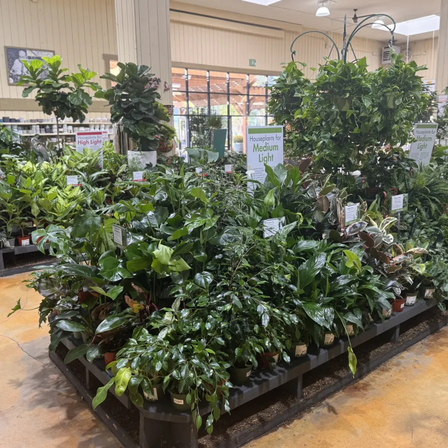 Indoor garden center displays various houseplants grouped by light requirements on black shelves.
