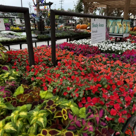 Colorful annual flowers and plants arranged by sunny and shady area signs at a vibrant garden center.