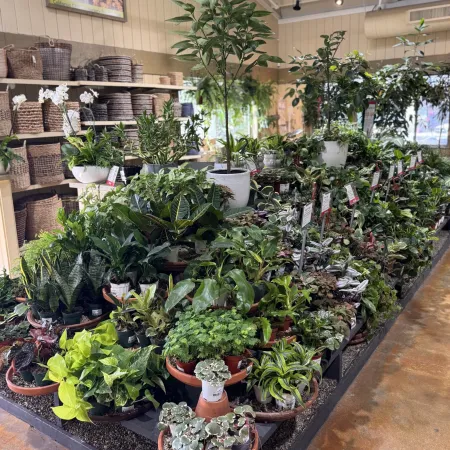 Indoor garden center display of diverse potted houseplants with baskets and natural light inside a retail store.
