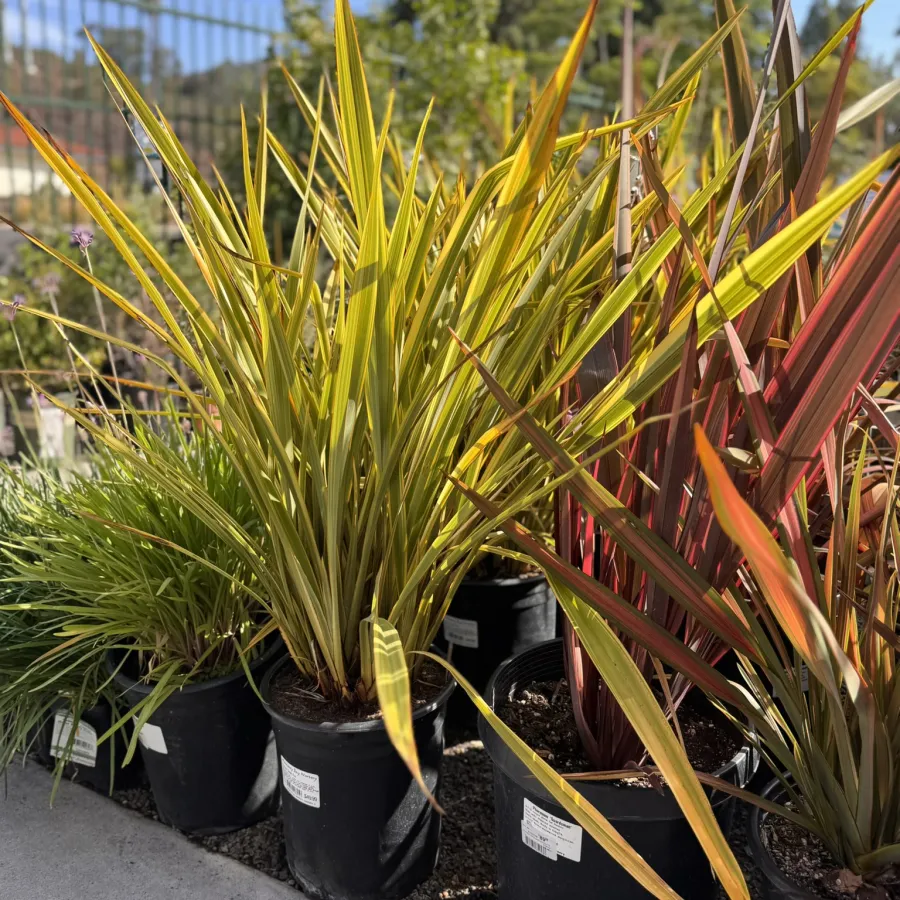 Potted yellow and red long-leafed plants in black containers outdoors on a sunny day.