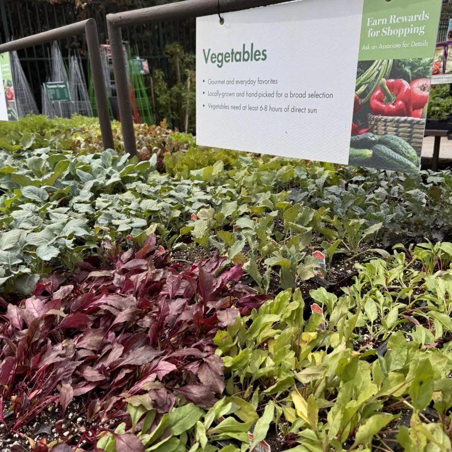 Variety of vegetable seedlings in trays below a sign detailing growing tips and rewards for shopping.